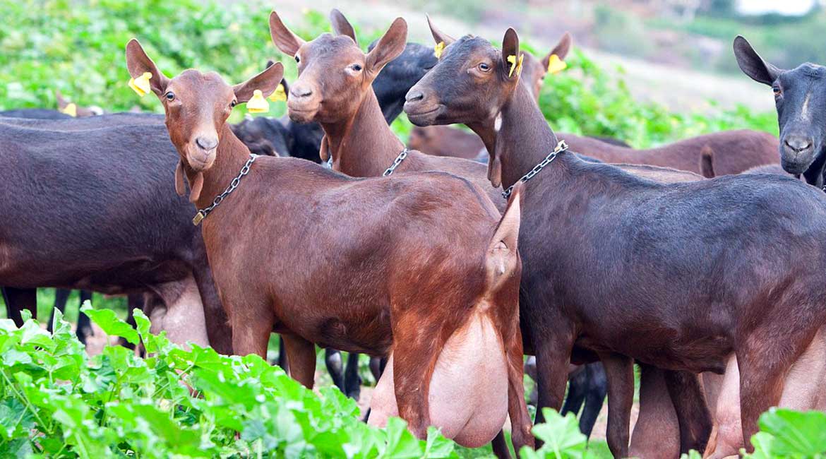 Mlečna rasa koza Murciana Granadina odlična za proizvodnju sireva