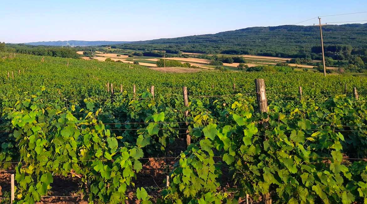 U vinogradima simptomi eske vinove loze – Preventivna zaštita