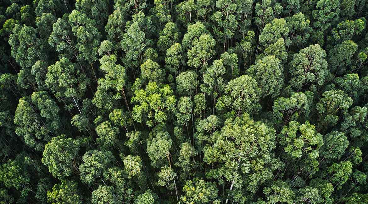 Nova pluća Palilule - Na 70 hektara biće posađena šumska stabla