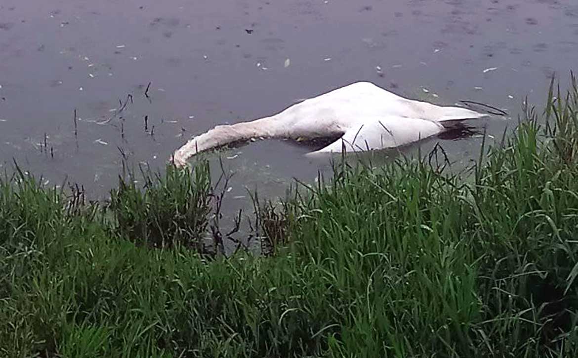 Masovno uginuće labudova u Borči – nikako ne prilaziti mrtvim pticama