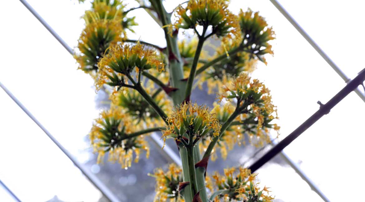 Čudo u Botaničkoj bašti "Jevremovac": Cvet koji smo čekali 130 godina