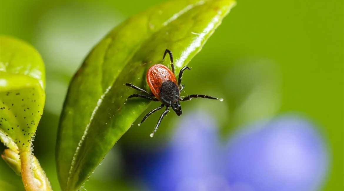 Počelo prolećno suzbijanje krpelja u Beogradu