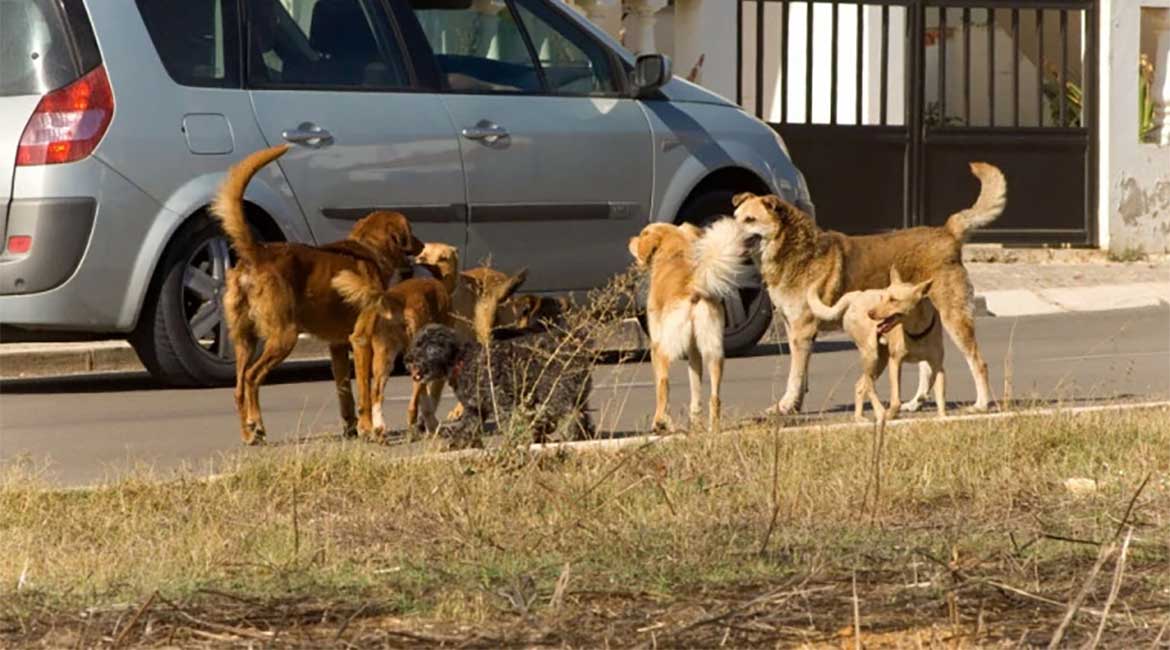 Psi lutalice "okupirali" palilulsko naselje