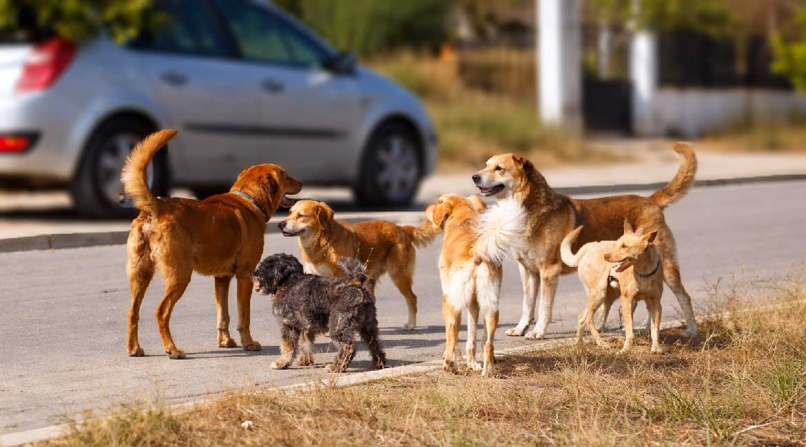 Psi lutalice "okupirali" palilulsko naselje