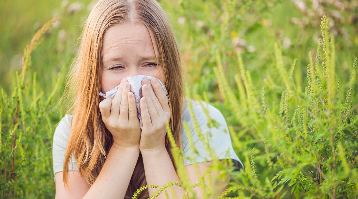Visoka koncentracija polena ambrozije u vazduhu a broj alergičnih osoba se povećava