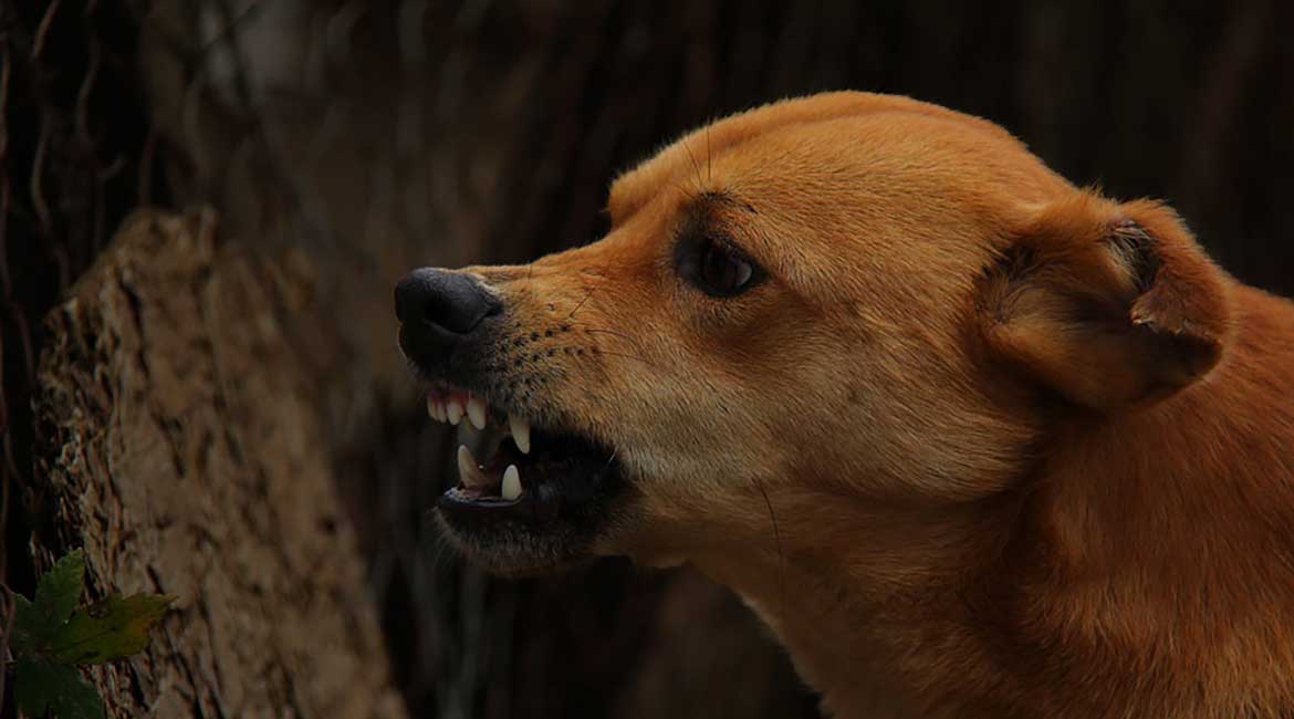 Kako se zaštititi od pasa lutalica