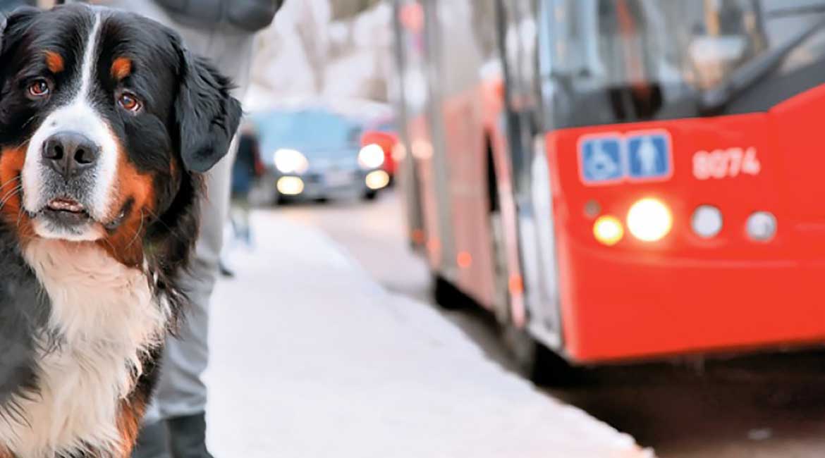 Ljubimci u prevozu – između simpatija i šutiranja