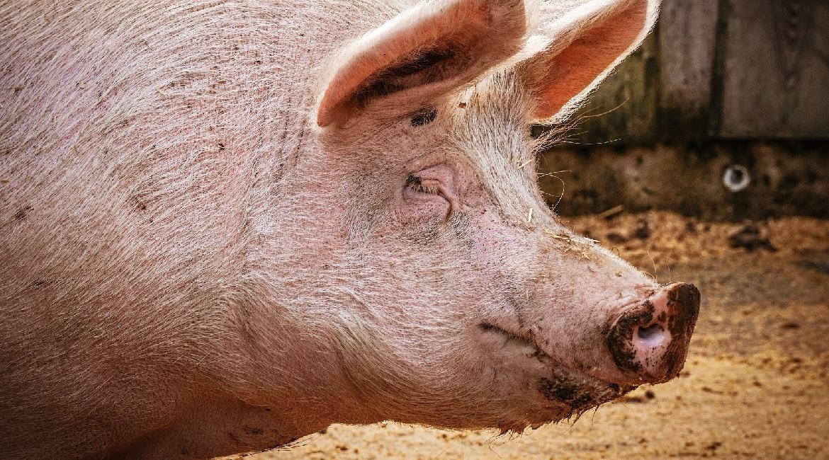 U više od 1.000 zaraženih gazdinstava, eutanazirano blizu 18.000 svinja