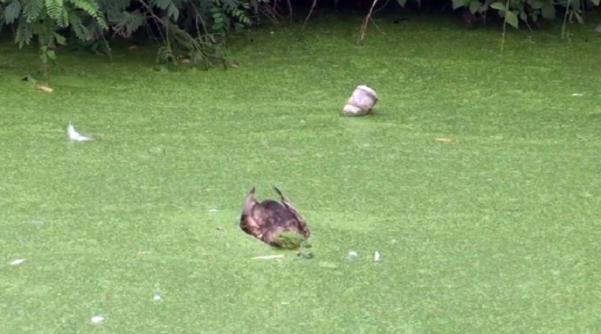 Tridesetak uginulih ptica u kanalu u Kotežu