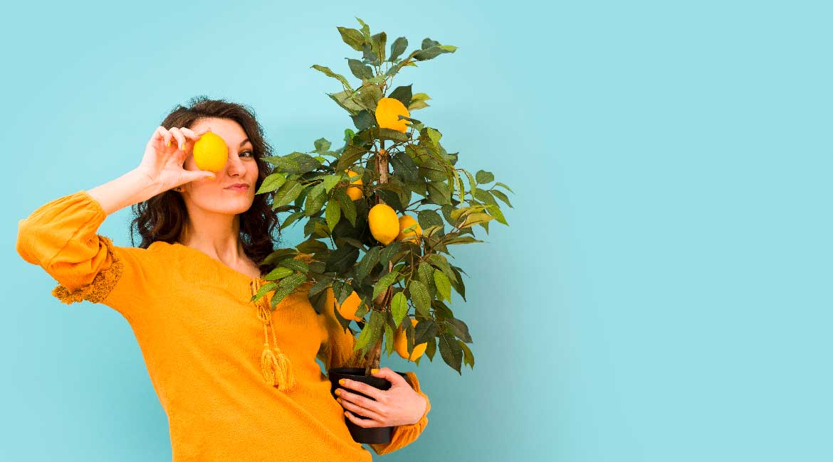 Gajenje limuna u saksiji: Vodič za bogat rod u kućnim uslovima