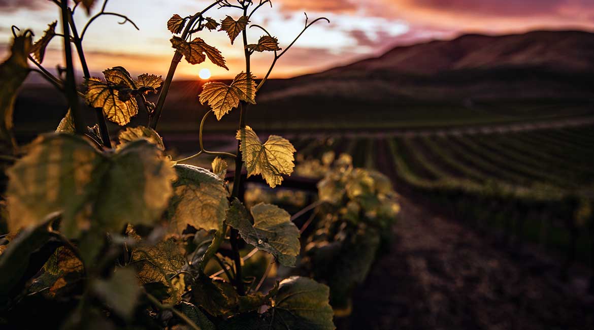 Istorija vinogradarstva
