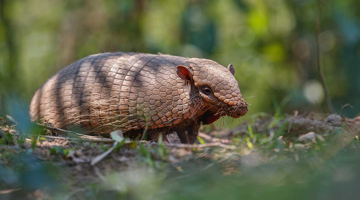 STVARI KOJE NESTAJU – Pangolin