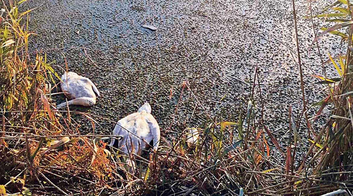 Uginuli labudovi u Malom budžaku: Šta se događa sa pticama?